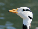 Bar-Headed Goose (WWT Slimbridge June 2009) - pic by Nigel Key